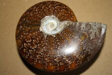 Ammonit madagaskar gebraucht kaufen  Helsa