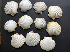 Shell muscheln 11 gebraucht kaufen  Wiesbaden