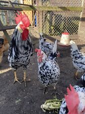 Exchequer leghorn hatching for sale  SOUTH SHIELDS