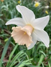 Daffodil pastel gem for sale  CAMBRIDGE