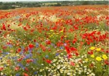 Wild flower seeds for sale  DARLINGTON