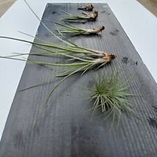Tillandsia airplants multi for sale  Edgewater