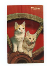 Vintage cat postcard for sale  Tonawanda
