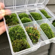 live moss for sale  WESTON-SUPER-MARE