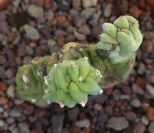 Used, Myrtillocactus geometrizans CRESTED CRESTATE 9A9A for sale  Shipping to South Africa