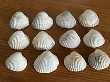 Sea shells cockle for sale  MALTON