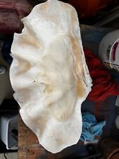 giant clam shell for sale  Glendale