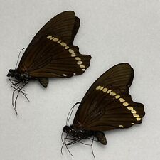 Butterfly papilio bromius for sale  READING