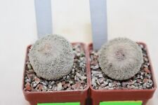 Epithelantha micromeris JM 101 and L737 two plants rare eriosyce yavia MARcacti na sprzedaż  PL