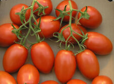 500 semillas de tomate Roma en muy buen estado | no transgénicas | reliquia | semillas de verduras frescas segunda mano  Embacar hacia Argentina