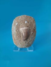 Fossil mosasaur tooth for sale  HINCKLEY