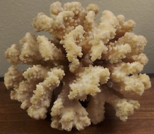 Real white coral for sale  Sheboygan Falls