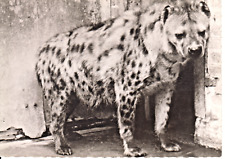 Hyene mouchetée carte d'occasion  Saint-Malo