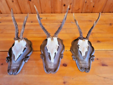 Deer antlers piece for sale  Shipping to Ireland
