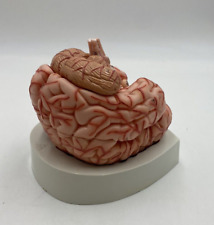 brain model for sale  Shipping to Ireland