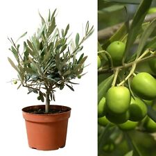 Olive tree mature for sale  GLASGOW