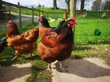 Red sussex hatching for sale  APPLEBY-IN-WESTMORLAND