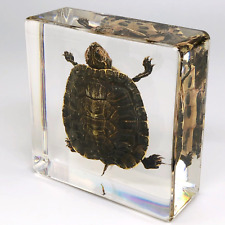 Vintage lucite turtle for sale  Madison