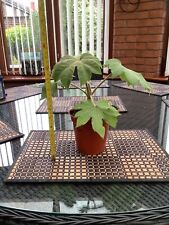 chinese plant pot for sale  DONCASTER