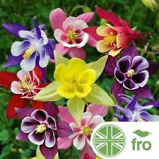 Aquilegia seeds mckana for sale  MANCHESTER