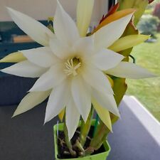 epiphyllum d'occasion  Loches