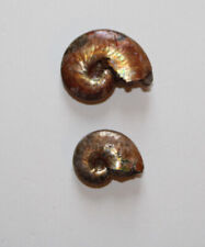 Desmoceras sp. ammonites d'occasion  Saint-Just-de-Claix