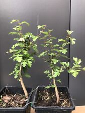 Yamadori hawthorn bonsai for sale  LIVERPOOL