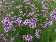 Pack verbena bonariensis for sale  UK