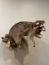 Raccoon taxidermy mounts for sale  Helena