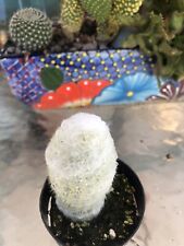 Espostoa Melanostele, 'Cactus Vieja Dama Peruana', Viene en una olla de 2,5 segunda mano  Embacar hacia Argentina