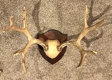 Set mule deer for sale  Wausau