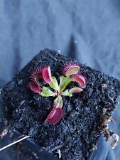 Dionaea muscipula phalanx for sale  Milwaukee