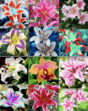 Mixed lily seeds for sale  Titusville