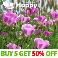 California poppy purple for sale  Shipping to Ireland