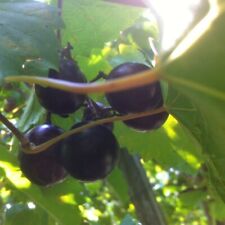 Red noble muscadine for sale  Holly Springs