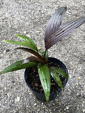 Areca vestiaria palm for sale  Miami