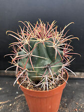 piante cactus usato  Massafra