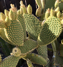 Bunny ears cactus for sale  Murrieta