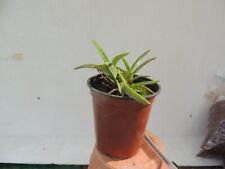 orchid / orchidee Neofinetia ( Vanda) falcata n°10 usato  Spedire a Italy