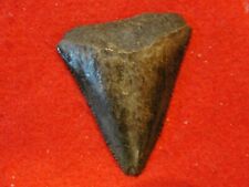 white shark tooth for sale  Myrtle Beach