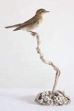 Taxidermy - Willow Warbler (Phylloscopus trochilu) with permit - not CITES for sale  Shipping to South Africa