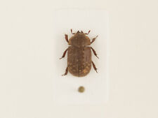 Aesalus scarabaeoides, A2 Lucanidae, República Tcheca, Coleoptera comprar usado  Enviando para Brazil