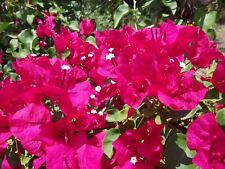 Bougainvillea barbara karst for sale  Yucaipa