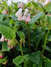 Pink white comfrey for sale  WORCESTER