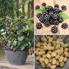 Blackberry hardy shrub for sale  IPSWICH