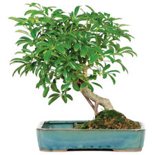 Hawaiian umbrella bonsai for sale  Olive Branch