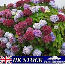 Hydrangea flower seeds for sale  LONDON