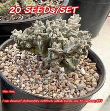 20Seeds/Set ' Pseudolithos mccoyi ' Great value sold once a year Fresh New, used for sale  Shipping to South Africa