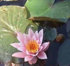 Firecrest water lily for sale  NOTTINGHAM