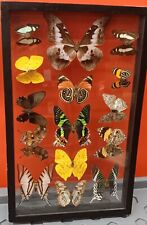 Real butterflies frame for sale  San Clemente